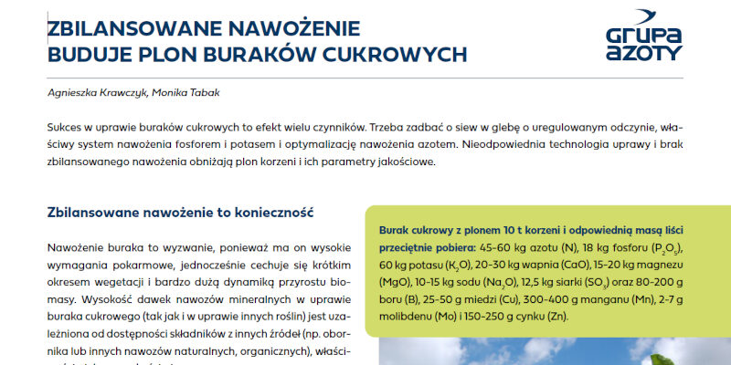 Zbilansowane nawożenie buduje plon buraków cukrowych